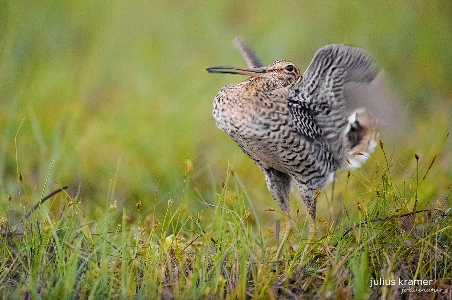 Doppelschnepfe (Gallinago media)
