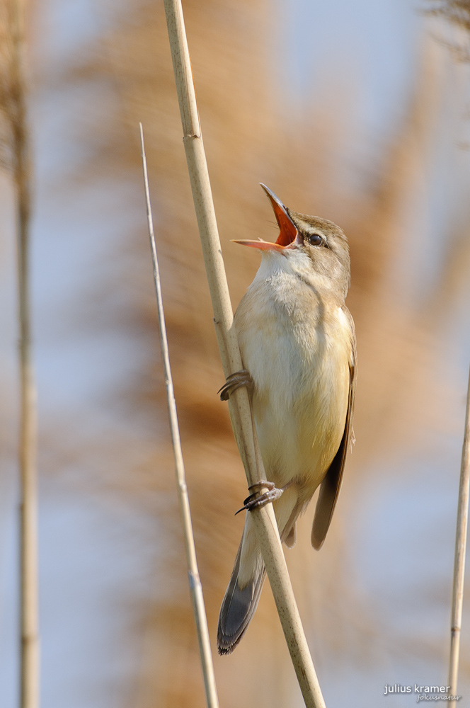 Drosselrohrsänger (Acrocephalus arundinaceus)