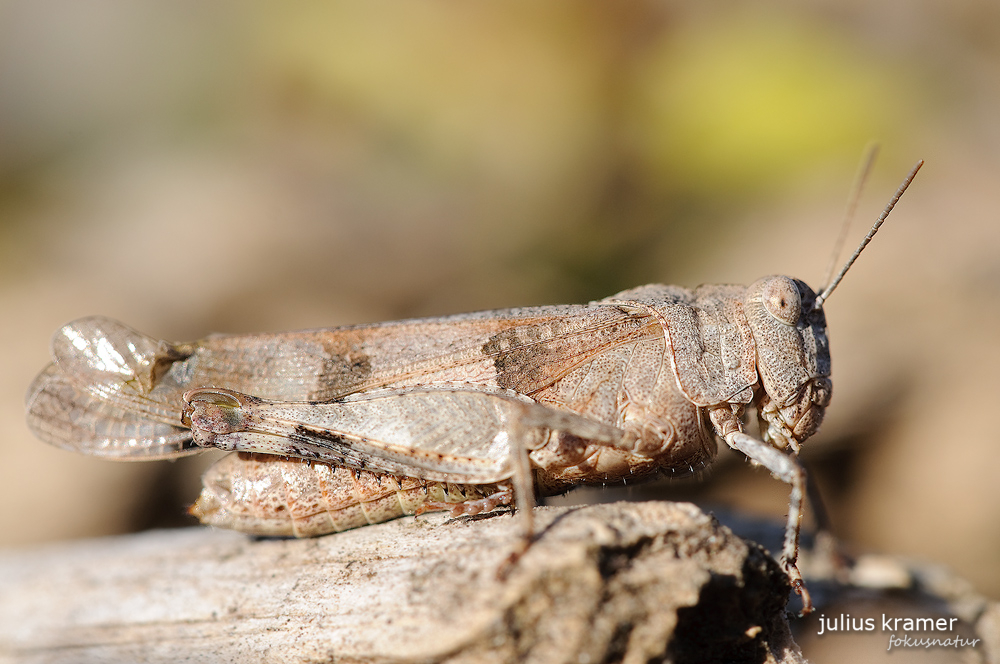 Blauflügelige Ödlandschrecke (Oedipoda caerulescens)