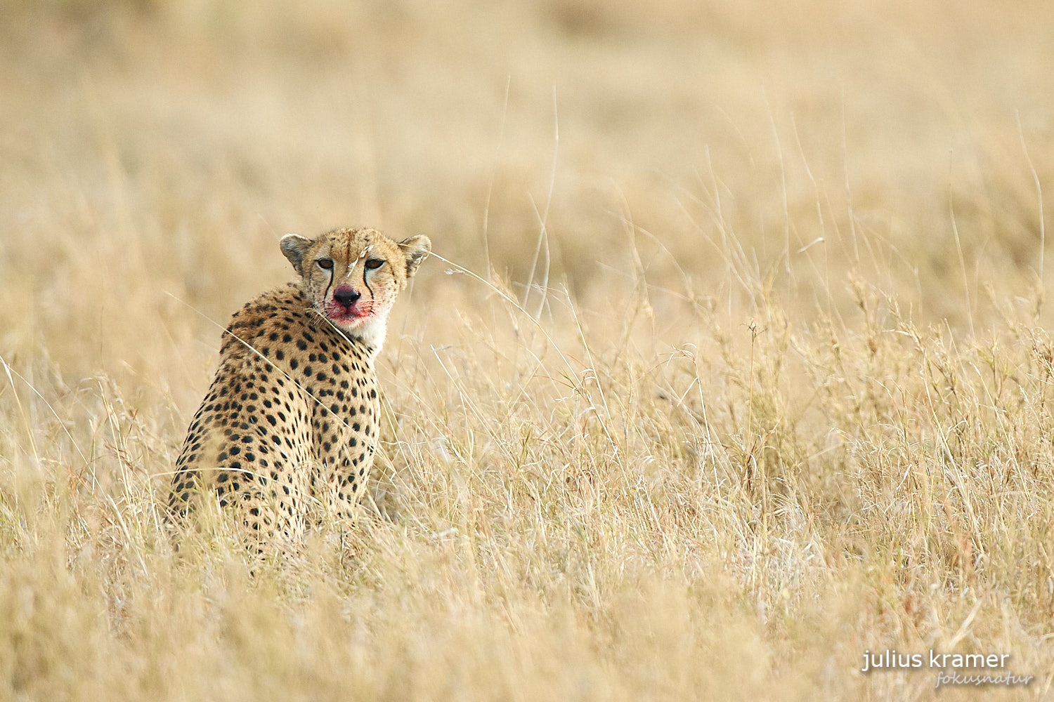 Gepard
