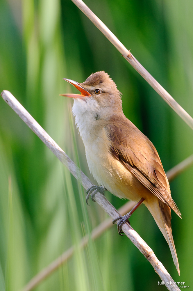 Drosselrohrsänger (Acrocephalus arundinaceus)