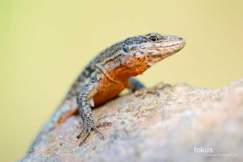 Mauereidechse (Podarcis muralis)