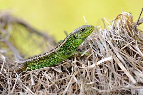 Zauneidechse (Lacerta agilis)