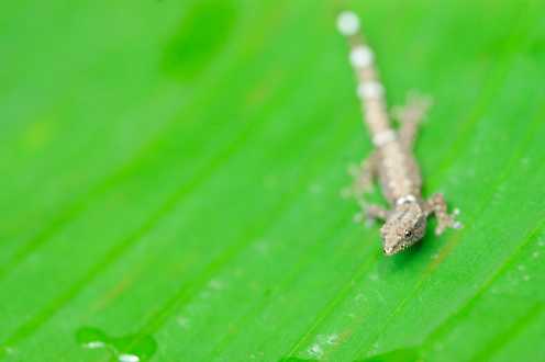 Sphaerodactylus millepunctatus