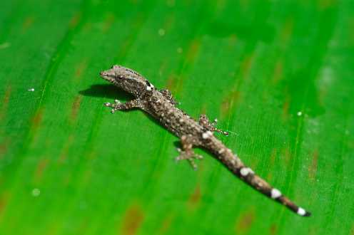 Sphaerodactylus millepunctatus
