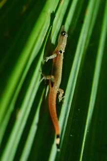 Sphaerodactylus millepunctatus