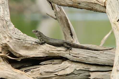 Weiblicher Utila-Leguan