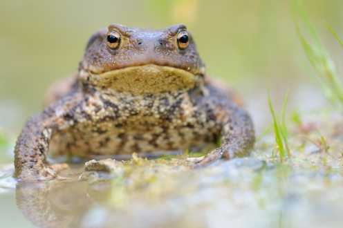 Erdkröte (Bufu bufo)