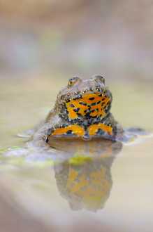 Gelbbauchunke (Bombina variegata)