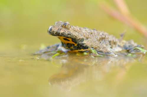Gelbbauchunke (Bombina variegata)