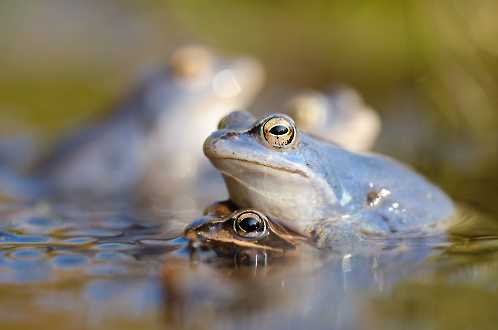 Moorfrösche (Rana arvalis)