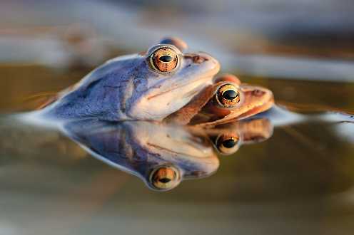Moorfrosch (Rana arvalis)