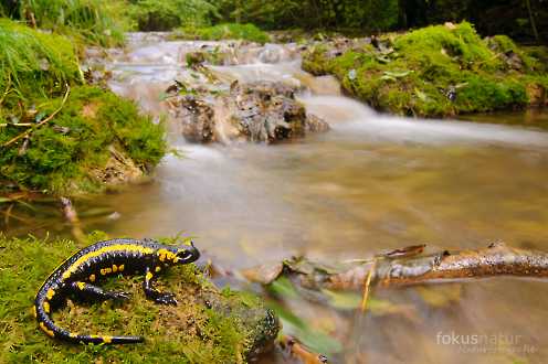 Feuersalamander im Lebensraum