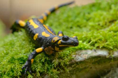 Feuersalamander (Salamandra salamandra)