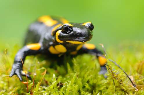 Feuersalamander (Salamandra salamandra)