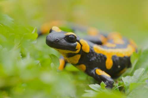 Feuersalamander (Salamandra salamandra)