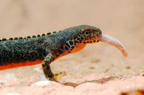 Molche & Salamander