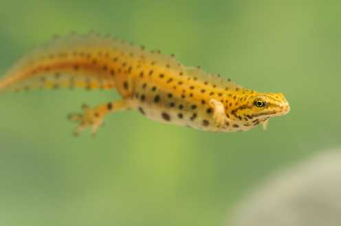 Männlicher Teichmolch (Lissotriton vulgaris) - C