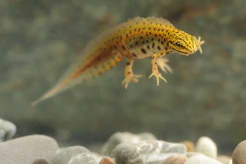 Molche & Salamander