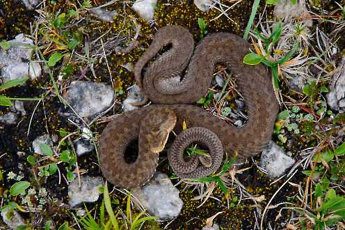 Kreuzotter (Vipera berus)