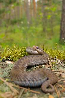 Kreuzotterweibchen (Vipera berus)