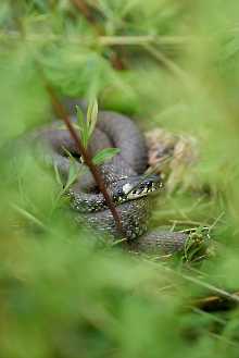 Ringelnatter (Natrix Natrix)