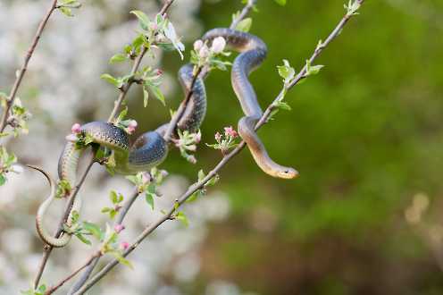 Äskulapnatter [Zamenis longissimus)