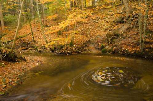 Herbstwald