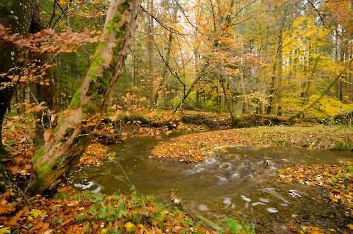 Herbstwald
