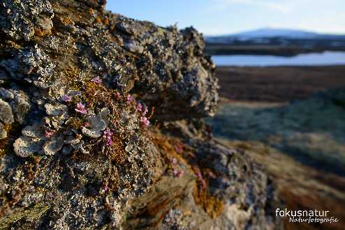 Frühling in Norwegen
