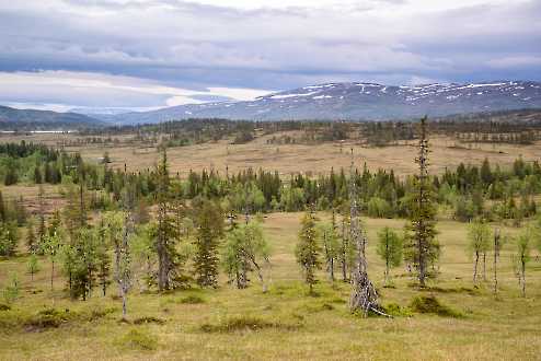 Norwegischer Wald