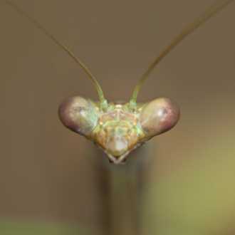 Insekten