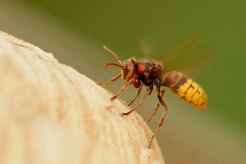 Hornisse (Vespa crabro)