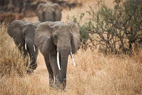 Afrikanischer Elefant (Loxodonta africana)