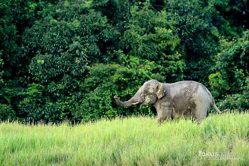 Asiatischer Elefant (Elephas maximus)