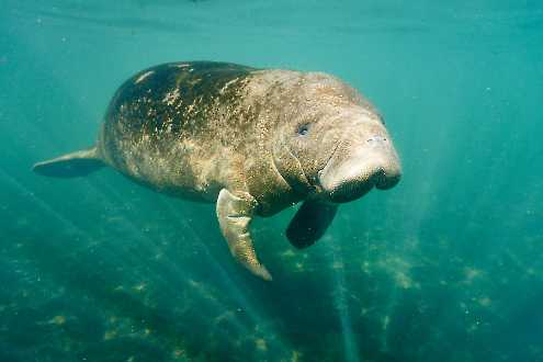 Karibik-Manati (Trichechus manatus)