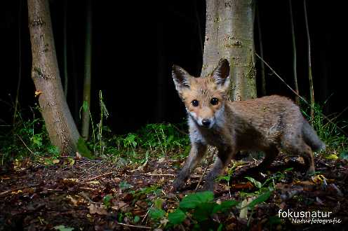 Jungfuchs (Vulpes vulpes)