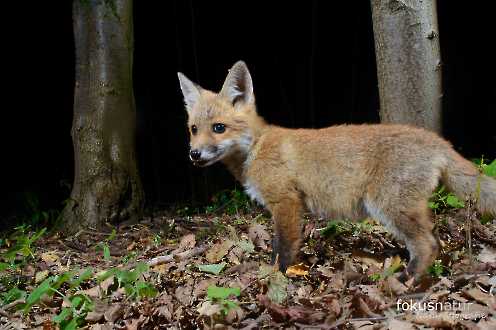 Jungfuchs (Vulpes vulpes)