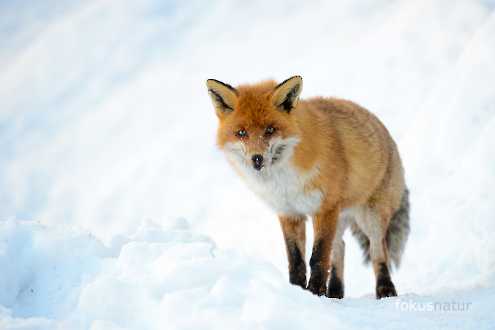Rotfuchs im Schnee