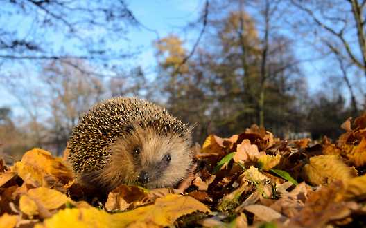 Braunbrustigel (Erinaceus europaeus)