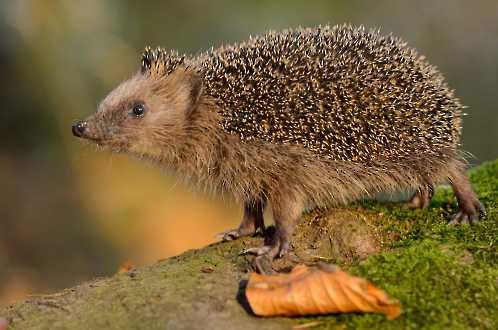 Igel (Erinaceus europaeus)