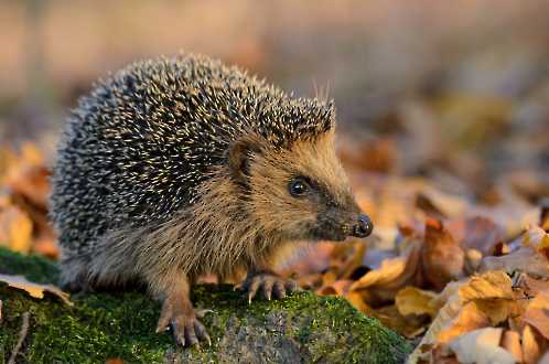 Igel (Erinaceus europaeus)