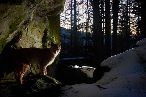 Eurasischer Luchs (Lynx lynx)