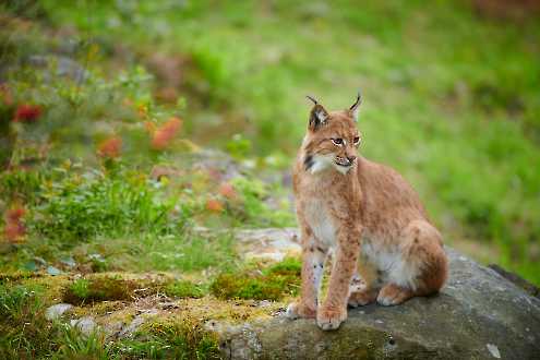 Eurasischer Luchs (Lynx lynx)