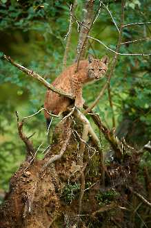 Jungluchs (Lynx lynx)