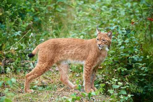 Luchs (Lynx lynx)