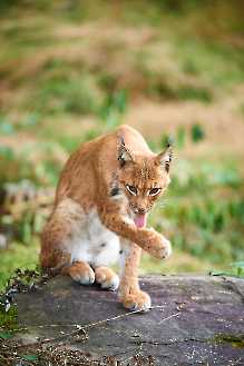 Katzenwäsche beim Luchs