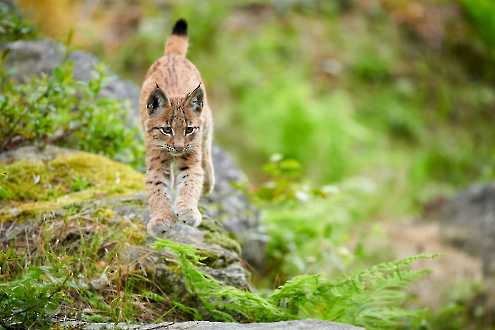 Jungluchs (Lynx lynx)