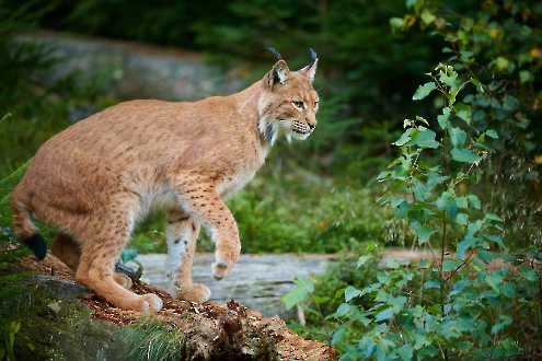 Eurasischer Luchs (Lynx lynx)
