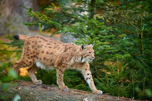 Luchs auf Baumstamm